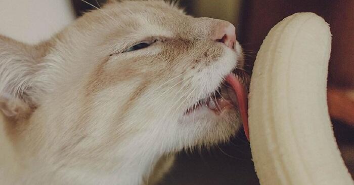 Seolah 'Terobsesi' Pisang, Potret Kucing Ini Sukses Bikin Netizen Gemas