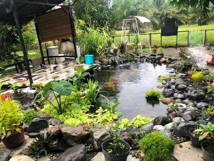 Proses Pembuatan Kolam Natural Untuk Ikan Koi 