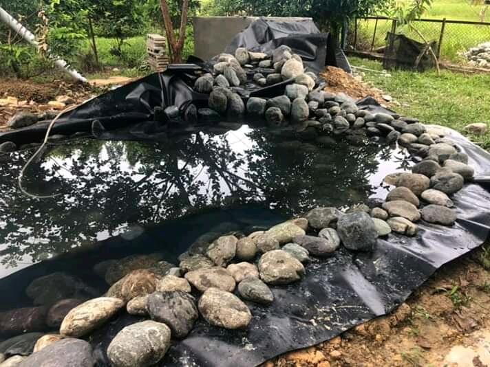 Proses Pembuatan Kolam Natural Untuk Ikan Koi 