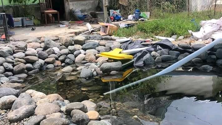 Proses Pembuatan Kolam Natural Untuk Ikan Koi 