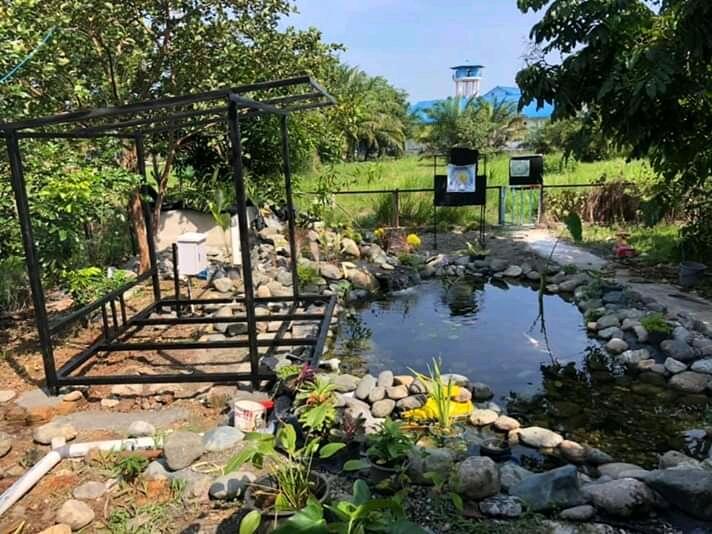 Proses Pembuatan Kolam Natural Untuk Ikan Koi 