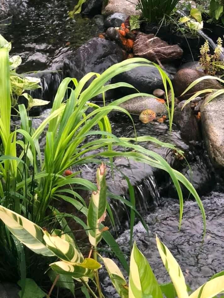 Proses Pembuatan Kolam Natural Untuk Ikan Koi 