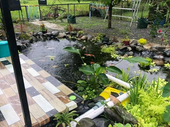 Proses Pembuatan Kolam Natural Untuk Ikan Koi 