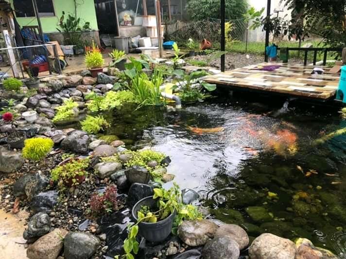 Proses Pembuatan Kolam Natural Untuk Ikan Koi 