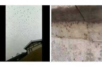 Setelah Burung Gagak Yang Menyerbu China Kini Ada Lagi Nyamuk Raksasa, Pertanda Apa?