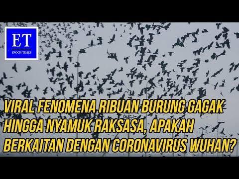 Setelah Burung Gagak Yang Menyerbu China Kini Ada Lagi Nyamuk Raksasa, Pertanda Apa?