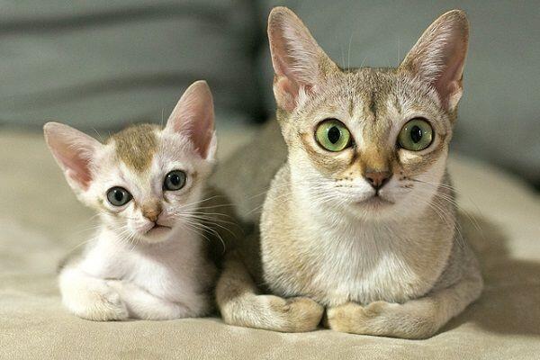 Ini 13 Ras Kucing Paling Agresif di Dunia, Awas Dicakar dan Digigit
