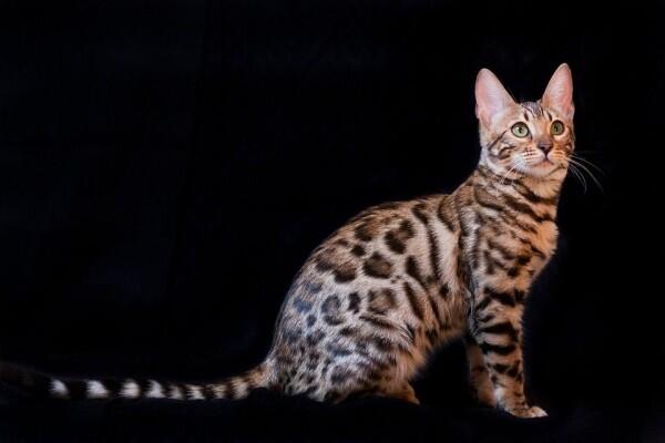 Ini 13 Ras Kucing Paling Agresif di Dunia, Awas Dicakar dan Digigit
