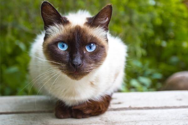 Ini 13 Ras Kucing Paling Agresif di Dunia, Awas Dicakar dan Digigit