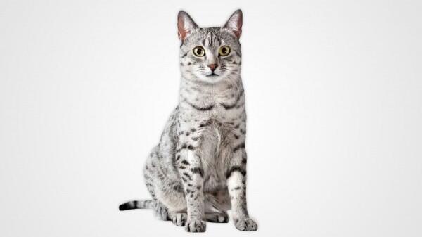 Ini 13 Ras Kucing Paling Agresif di Dunia, Awas Dicakar dan Digigit