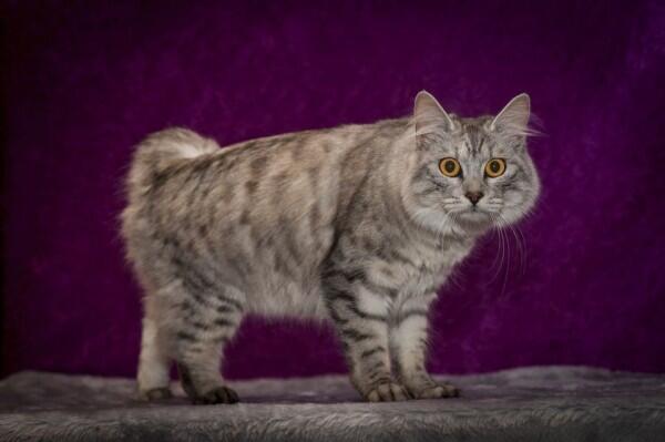 Ini 13 Ras Kucing Paling Agresif di Dunia, Awas Dicakar dan Digigit