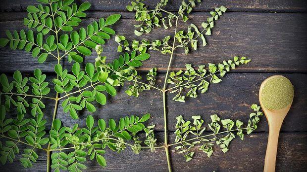 Mengenal Daun Kelor yang Sarat Manfaat 