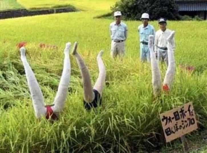 Dari Seram hingga Cantik dan Unik, Benarkah Orang-orangan Sawah Dapat Usir Hama?