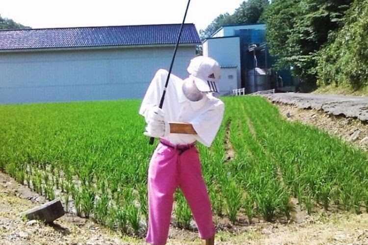 Dari Seram hingga Cantik dan Unik, Benarkah Orang-orangan Sawah Dapat Usir Hama?