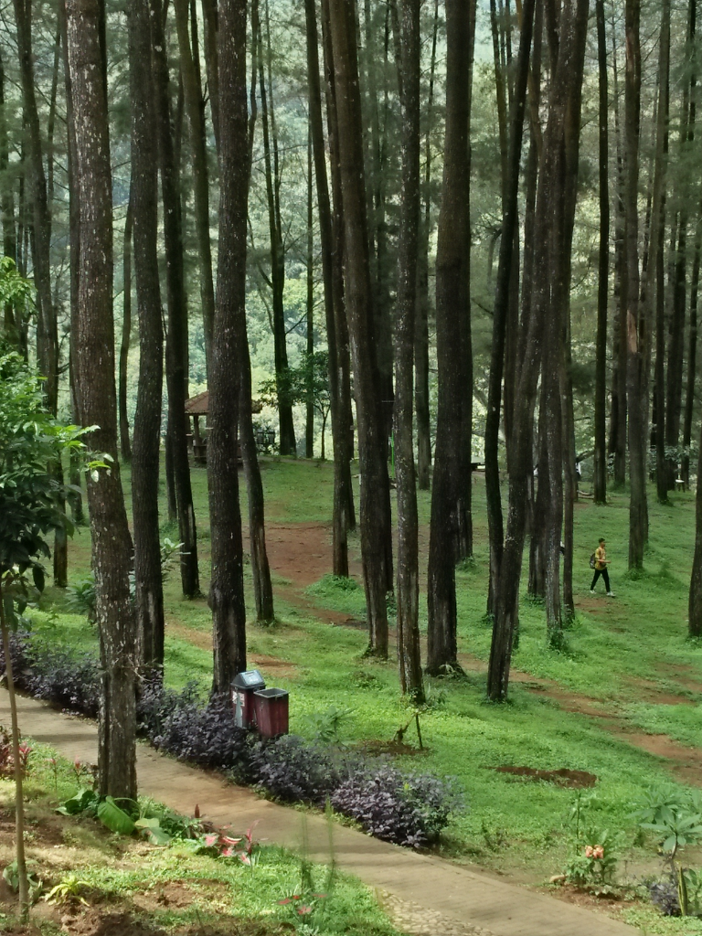&#91;COC Regional : Tempat Wisata&#93; Wisata Hutan Pinus Kebanggaan Kabupaten Madiun