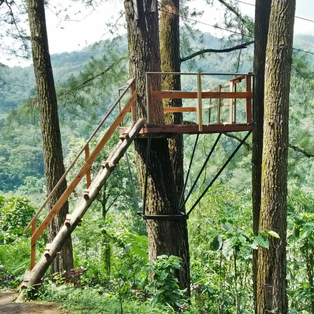 &#91;COC Regional : Tempat Wisata&#93; Wisata Hutan Pinus Kebanggaan Kabupaten Madiun