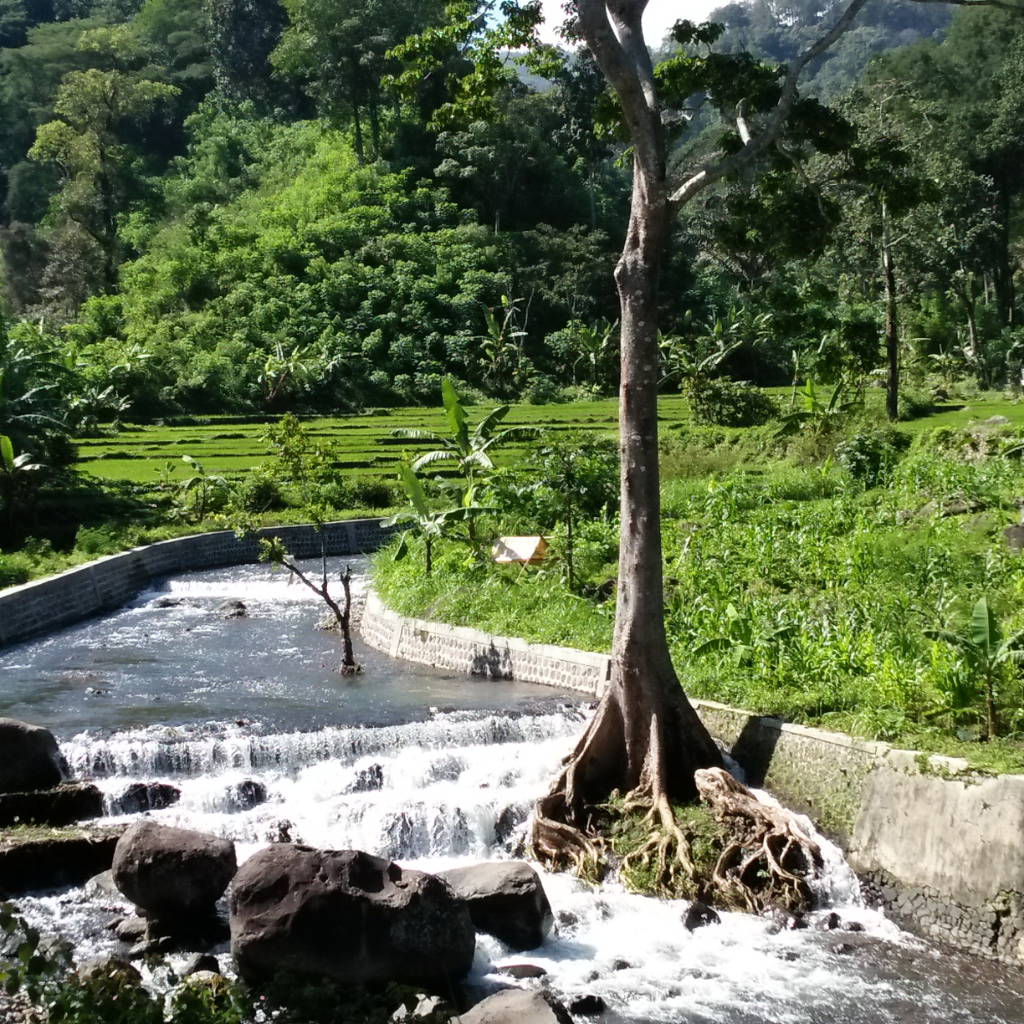 &#91;COC Regional : Tempat Wisata&#93; Wisata Hutan Pinus Kebanggaan Kabupaten Madiun