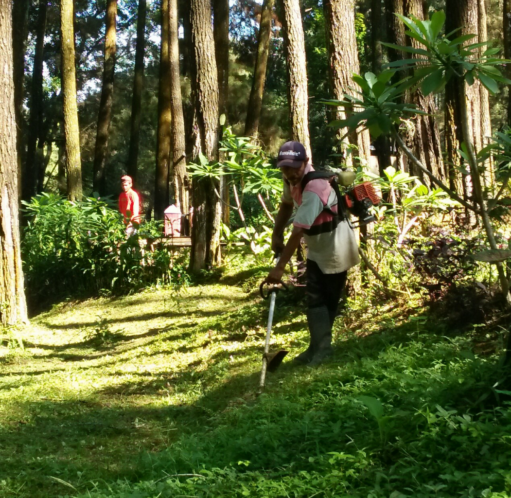 &#91;COC Regional : Tempat Wisata&#93; Wisata Hutan Pinus Kebanggaan Kabupaten Madiun