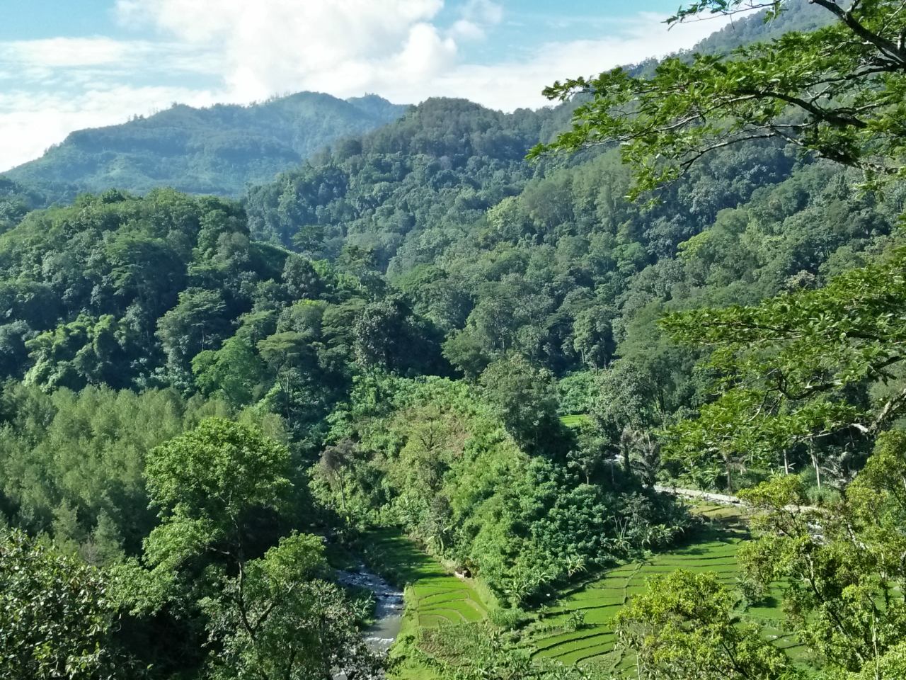 &#91;COC Regional : Tempat Wisata&#93; Wisata Hutan Pinus Kebanggaan Kabupaten Madiun