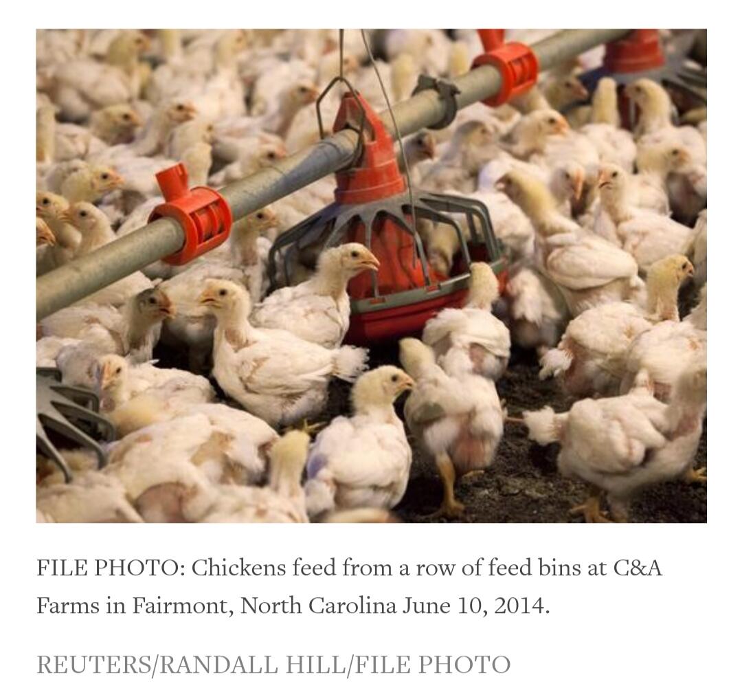 China approves imports of all U.S. poultry, poultry products