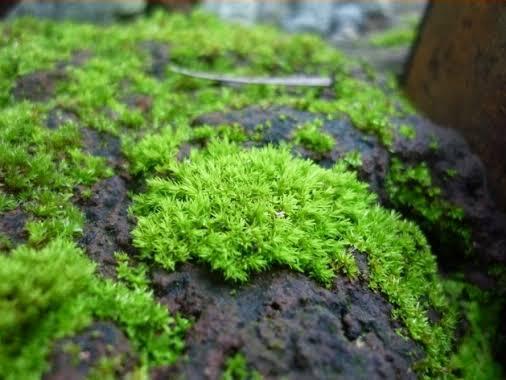 10 Manfaat Lumut Bagi Dunia Medis Yang Mungkin Belum Anda Ketahui