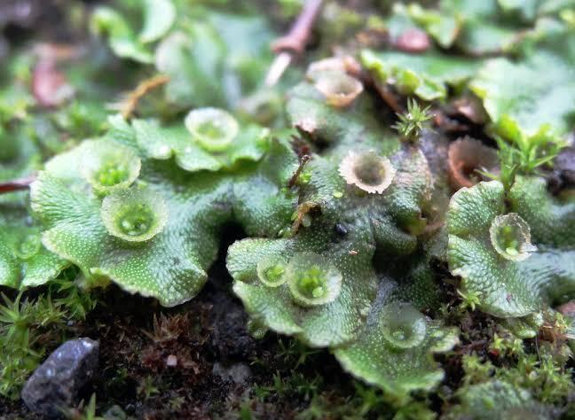 10 Manfaat Lumut Bagi Dunia Medis Yang Mungkin Belum Anda Ketahui