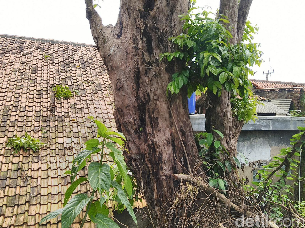 Konon, Tebang Pohon Bungur di Ciamis Ini Bisa Meninggal Mendadak