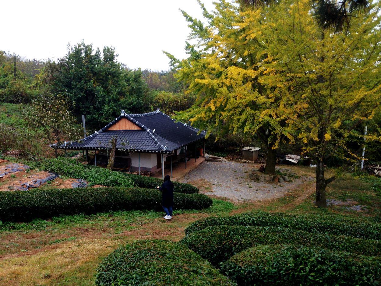 5 Destinasi Wisata Untuk Menikmati Suasana Pedesaan Unik di Korea
