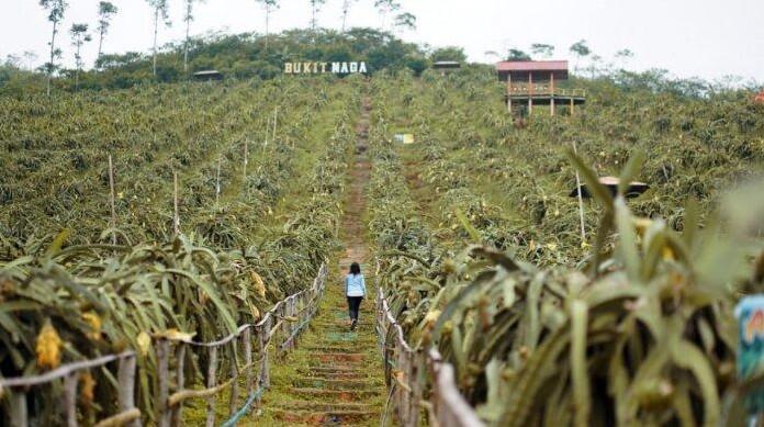 &#91;COC Regional: Lokasi Wisata&#93; Pesona Alam Bukit Naga Agro Jollong Gembong