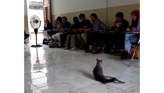 Heboh Video Kucing Salting Bikin Melting Para Warganet! Kok Kucing Bisa Salting Ya?