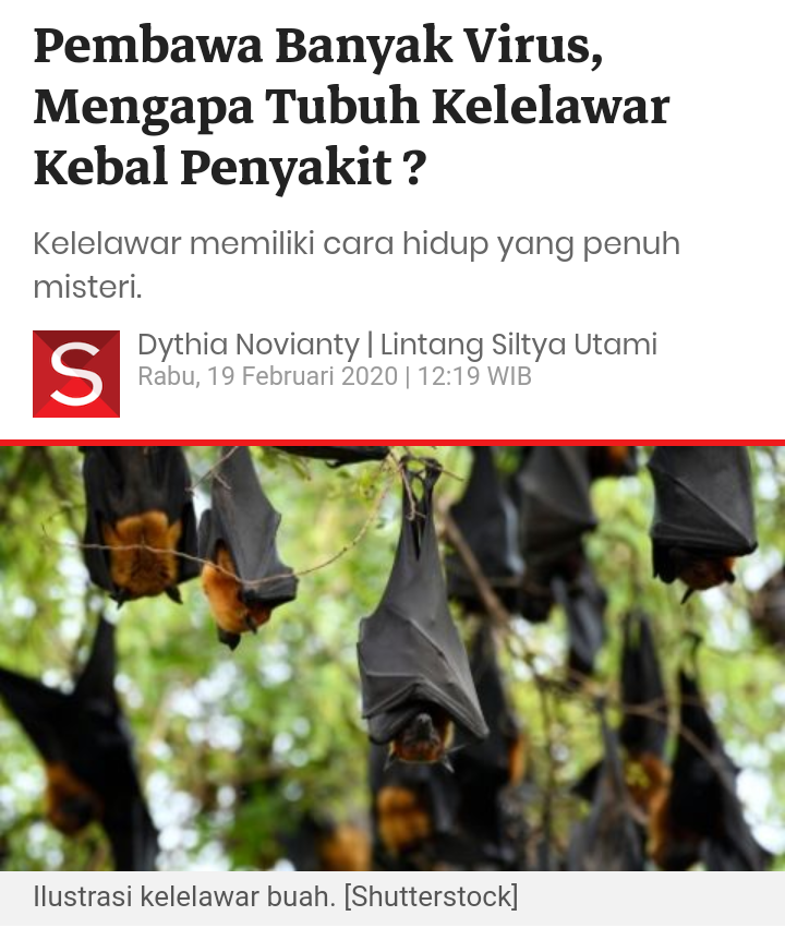 Pembawa Banyak Virus, Mengapa Tubuh Kelelawar Kebal Penyakit ?