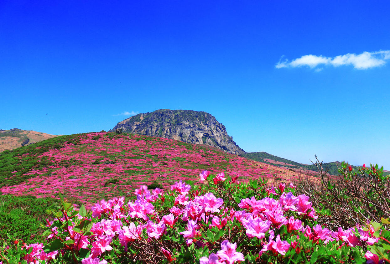 Mengenal Pulau Jeju Pulau Balinya Korea Selatan