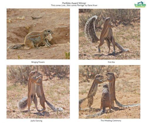 Menakjubkan! Hasil Potret Kreatif Kontes Fotografi Satwa Ini Sangat Lucu dan Gemesin