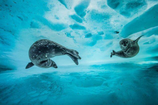 Menakjubkan! Hasil Potret Kreatif Kontes Fotografi Satwa Ini Sangat Lucu dan Gemesin