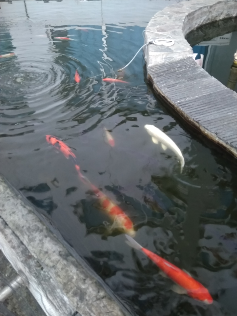 Bagaimana Rasanya Jika Selokan Berubah Menjadi Kolam Ikan Hias