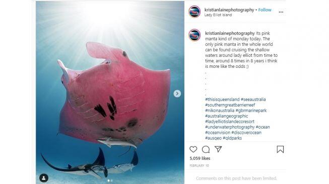 Temuan Belalang Pink bikin Gemas di Dunia Maya