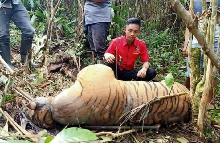 Terjerat Kawat, Seekor Harimau Sumatera Ditemukan Mati