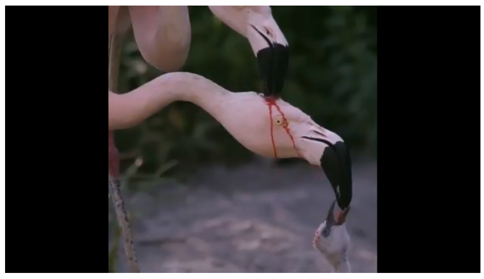 Viral! Video Flamingo Kasih Minum “Darah” ke Anaknya, Ini Penjelasannya