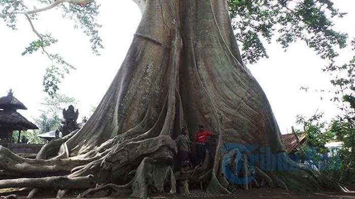 Pohon yang Mau Ditebang Ada Hantunya? Gini Cara Deteksi dan Ngatasinya