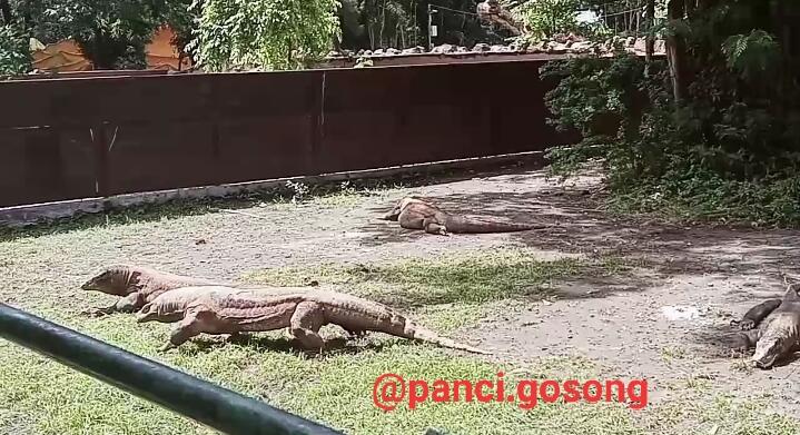 Ada yang Baru dari Kebun Binatang Surabaya!