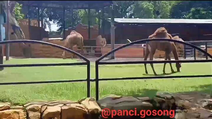 Ada yang Baru dari Kebun Binatang Surabaya!