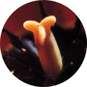 Late Bloomer, Si Telat Mekar