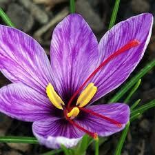 MANFAAT SAFFRON BAGI KESEHATAN