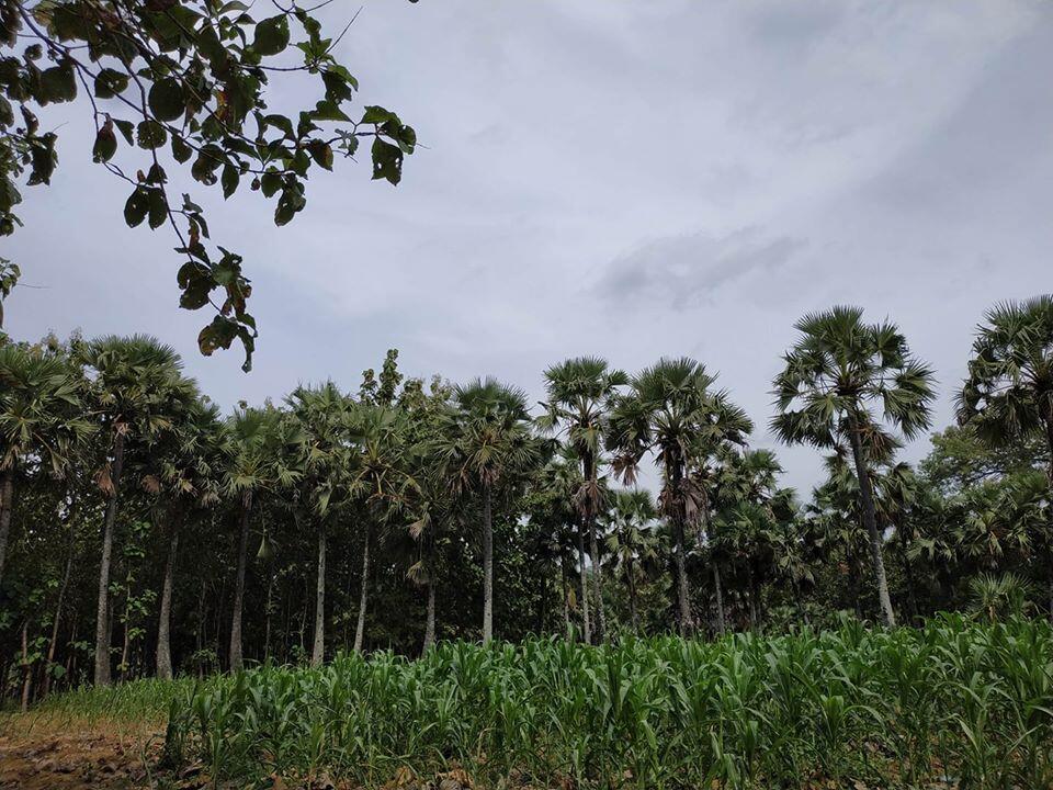 &#91;COC: Makanan Tradisional&#93; Segarnya Legen dan Siwalan Rembang