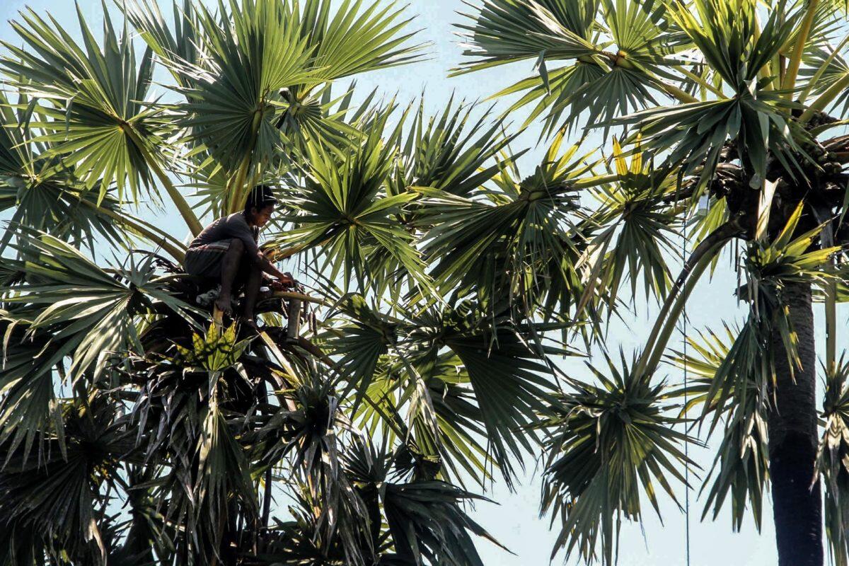 &#91;COC: Makanan Tradisional&#93; Segarnya Legen dan Siwalan Rembang