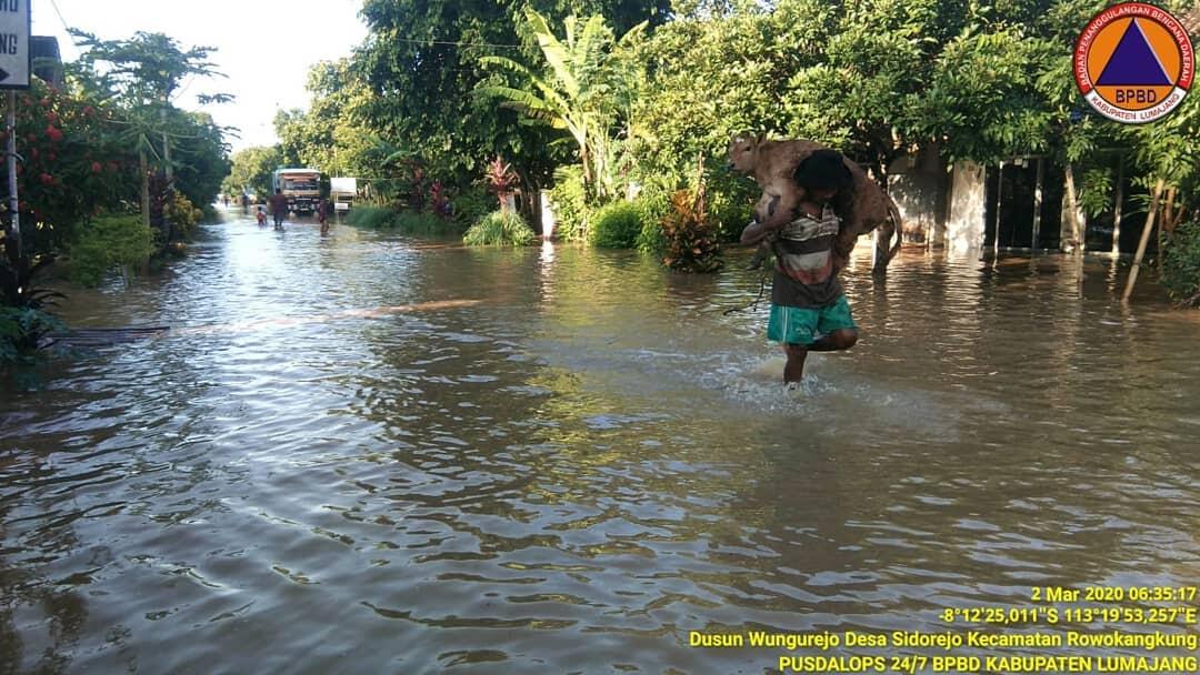 Sejumlah Desa Di Lumajang Banjir, Warga Berusaha Selamatkan Hewan Ternak!