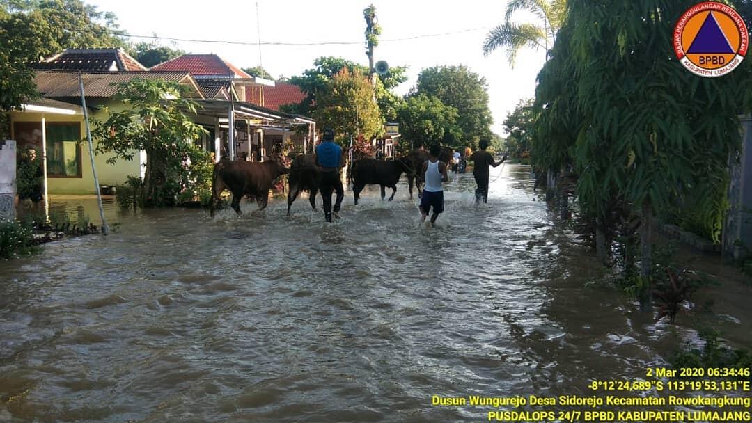 Sejumlah Desa Di Lumajang Banjir, Warga Berusaha Selamatkan Hewan Ternak!