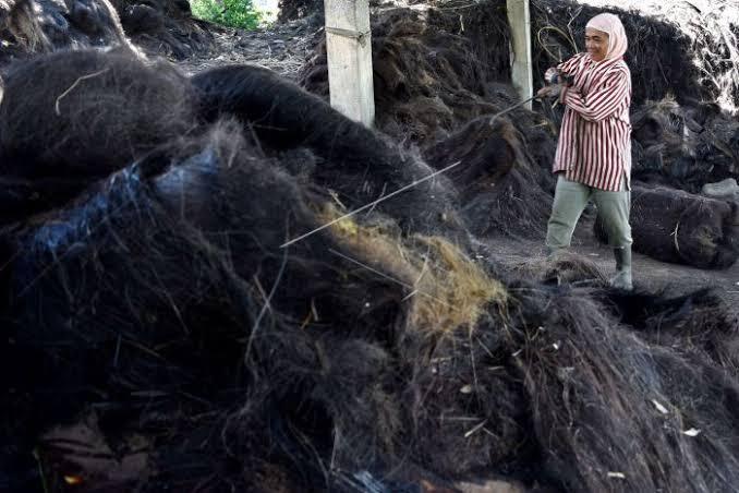 Ijuk dalam Tradisi Masyarakat Tradisional