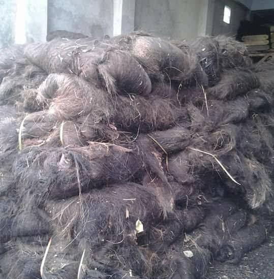 Ijuk dalam Tradisi Masyarakat Tradisional