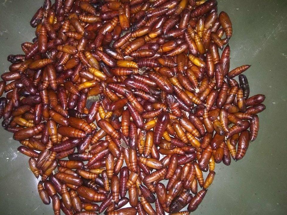 &#91;COC Regional: Makanan Tradisional&#93; Ungker Jati, Gurihnya Kuliner Eksotis Alas Blora